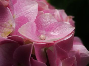 Close-up of pink flowers