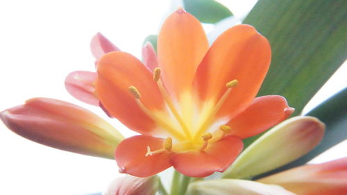 Close-up of day lily blooming outdoors