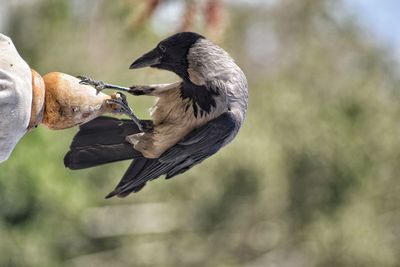 Close-up of bird perching on branch