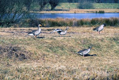 View of birds on field