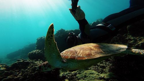 Close-up of man with turtle in sea