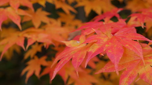 Close-up of red maple leaves