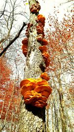 Low angle view of tree