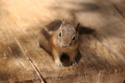 High angle view of chipmunk