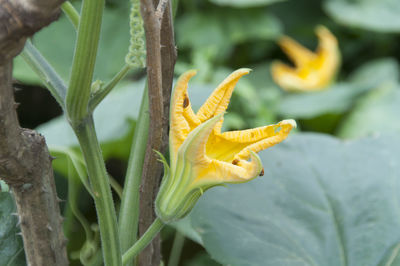 Close-up of yellow flower