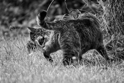 Cat in a field