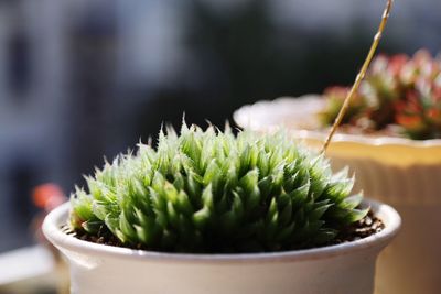 Close-up of cactus plant