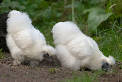 In a garden, two silkie pet bantam chickens forage for food and grubs amongst grass and mud.