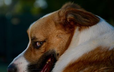 Close-up of dog looking away