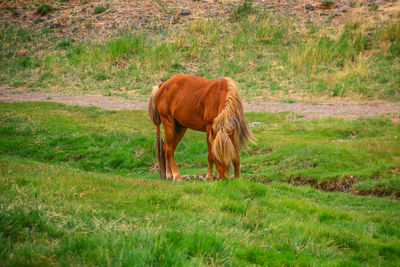 Horses in a field