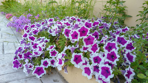 Close-up of pink flowering plants