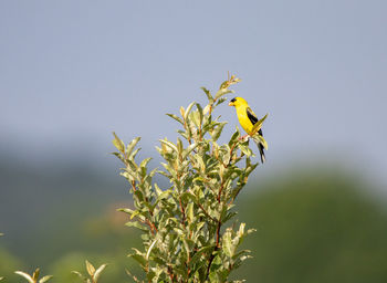 An american goldfinch sitting in a tree.