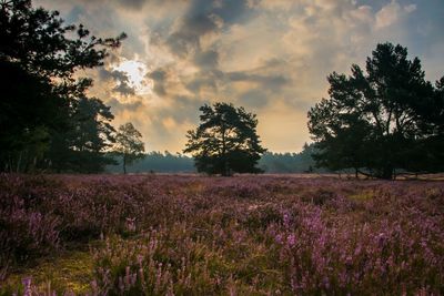 Plants growing on field against sky