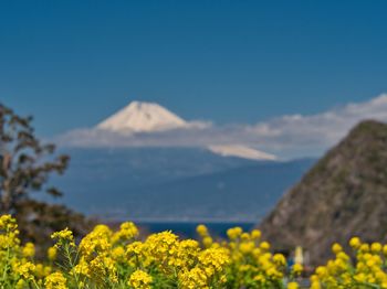 Yellow flowering plants on field against sky