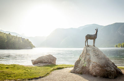 Horse standing on rock by lake against sky