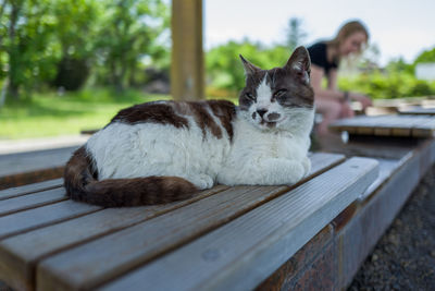 Close-up of stray cat relaxing on wooden bench