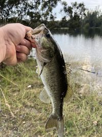 Angler holding largemouth bass 
