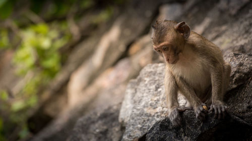Squirrel sitting on rock