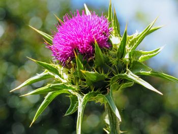 Close-up of thistle flower