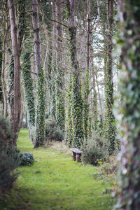 Trees in forest