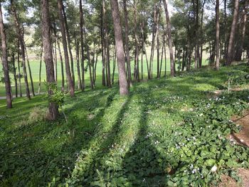 Scenic view of forest