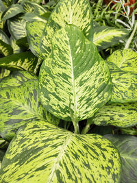 Beautiful lush green foliage of dieffenbachia sunrise.