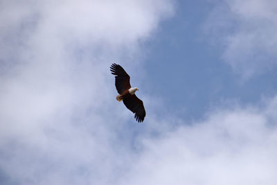 Low angle view of eagle flying against sky