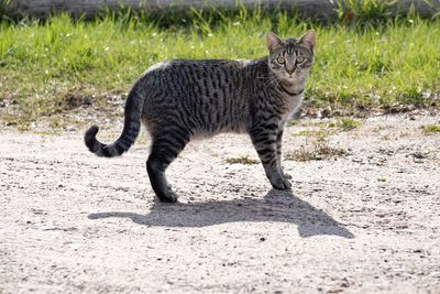 Portrait of cat walking on field