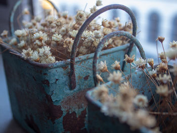 Close-up of potted plant