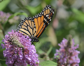 Monarch butterfly