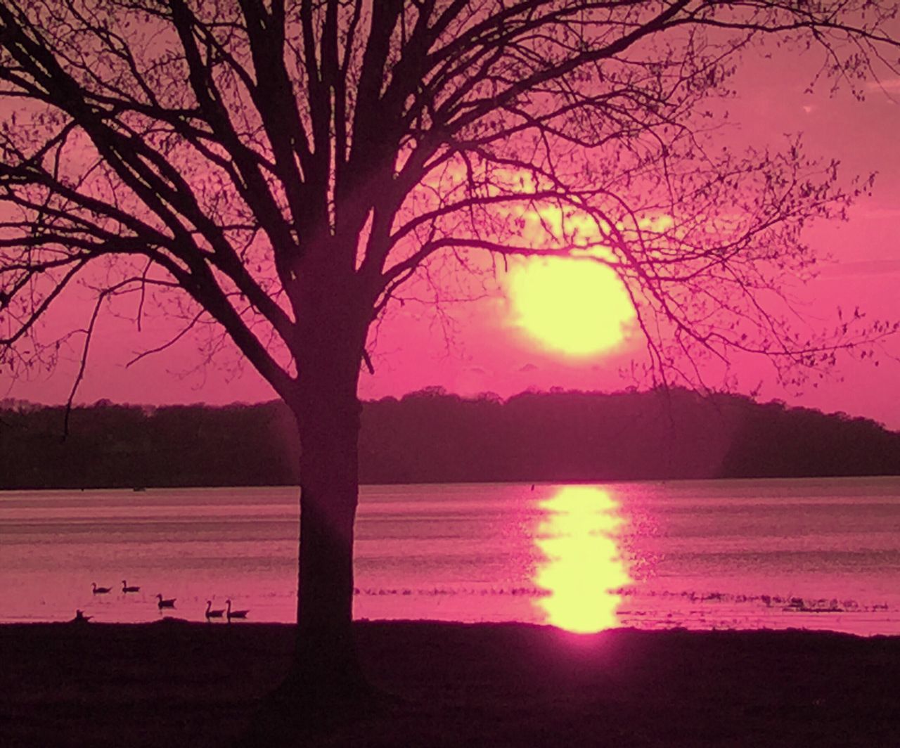 SILHOUETTE TREE ON LAKE AGAINST SKY DURING SUNSET