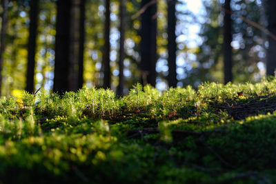 Surface level of plants growing on land in forest