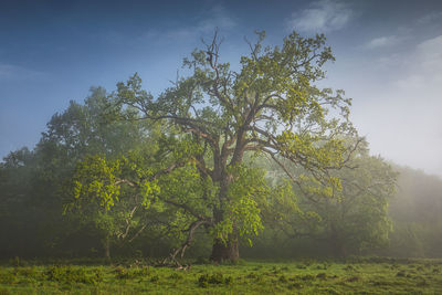 Trees on field against sky