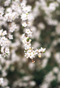 Close-up of white cherry blossom tree