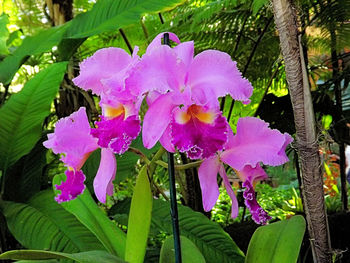 Close-up of pink flowers