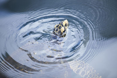 High angle view of turtle in lake