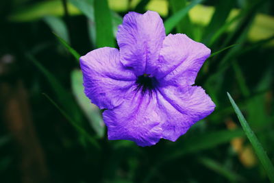 Close-up of purple flower