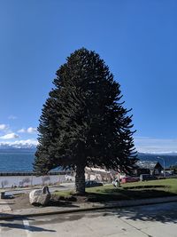 Tree by sea against clear blue sky