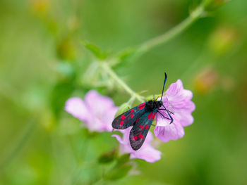 Close-up of butterfly pollinating on pink flower