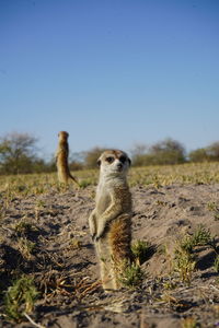 Close-up of tree trunk