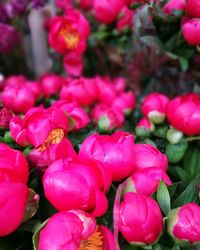 Close-up of pink flowers blooming outdoors
