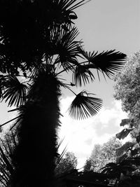 Low angle view of palm trees against sky