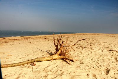 Scenic view of beach against clear sky