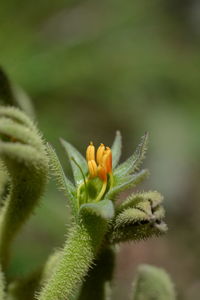 Close-up of flower buds