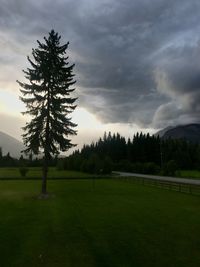 Trees on landscape against sky