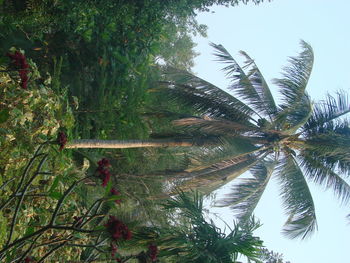 Low angle view of palm trees against sky