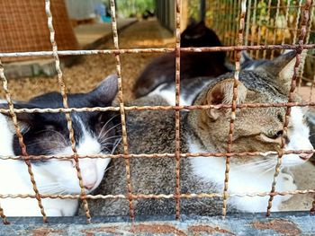 Cat in cage