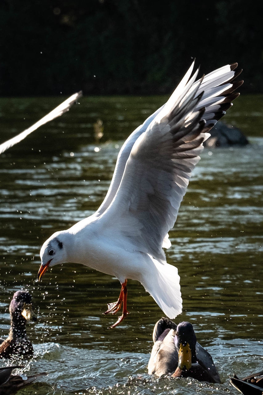 BIRDS FLYING OVER LAKE