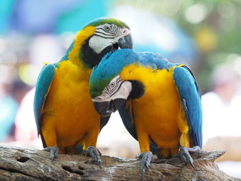 Close-up of parrot perching on branch