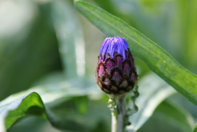 Close-up of flower growing outdoors